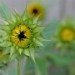 Eden sunflower_2
